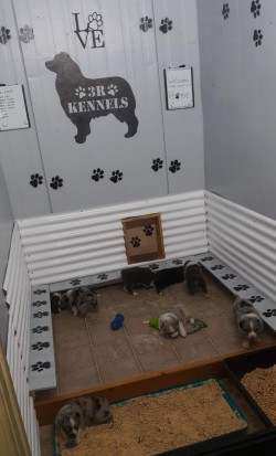 Puppy room